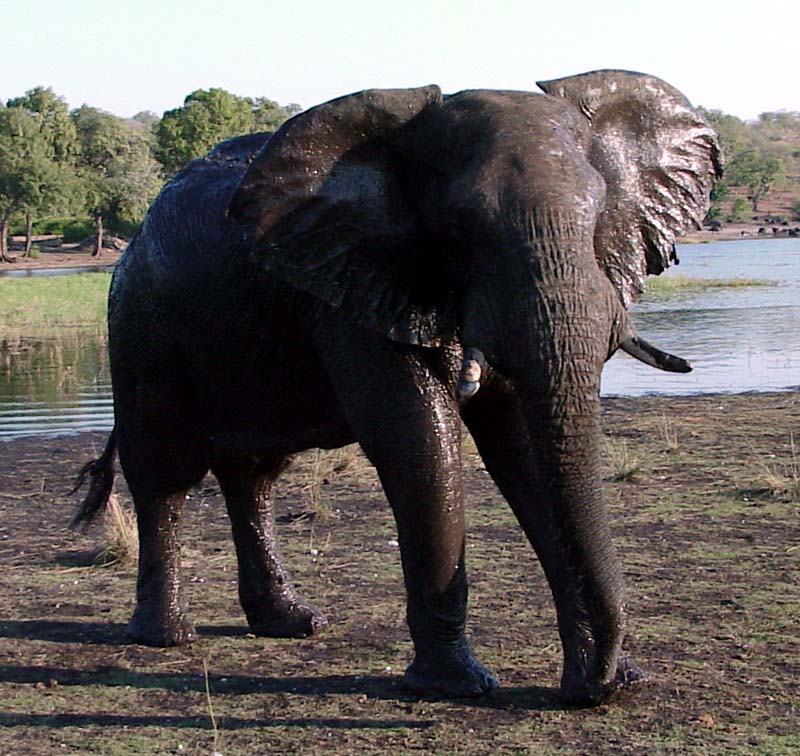 elephant