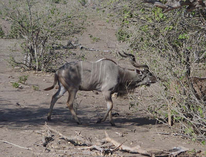 kudu2