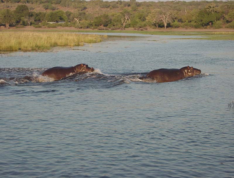 swimming