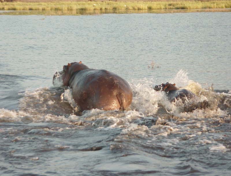 swimming