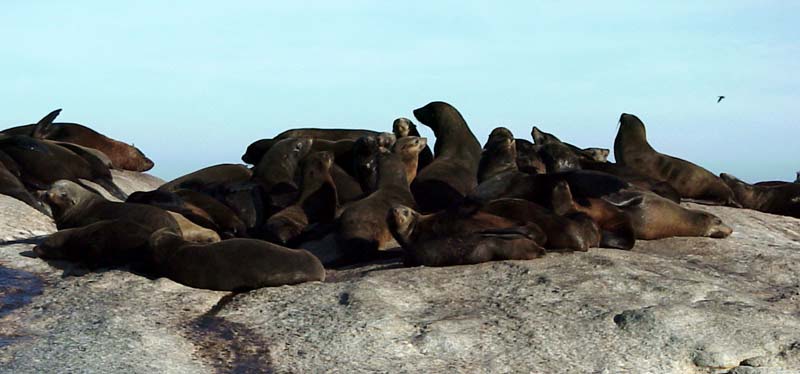 seals2