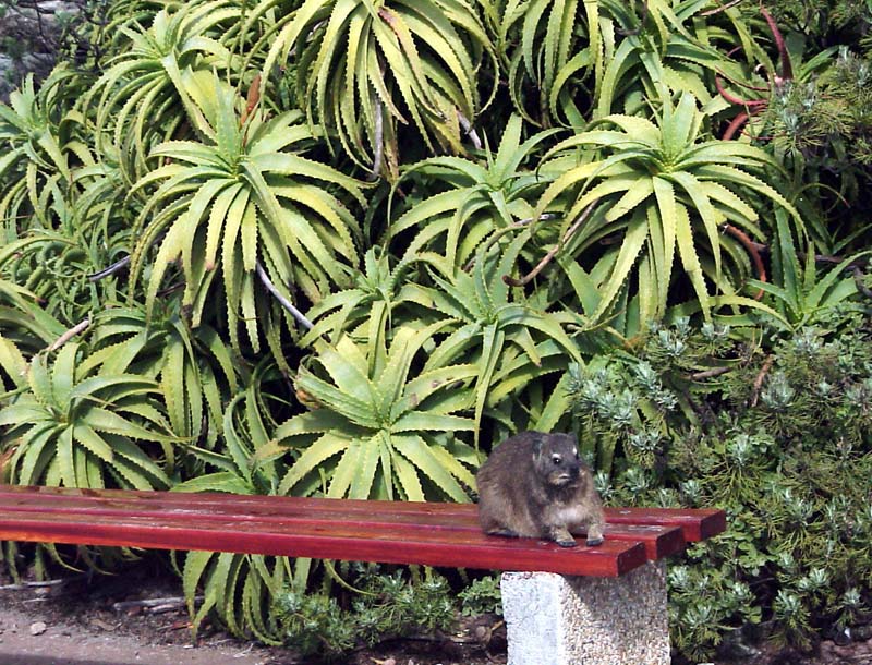 hyrax